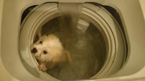 washing machine puppy