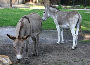 In this file photo from Aug. 11, 2010, two donkeys, Napoleon, left, and Antosia, stand near each others at a zoo in Poznan, Poland. AP