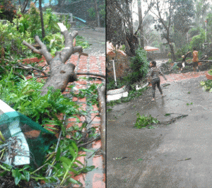 Fallen Trees in Ilocos Norte due to strong winds as tropical storm "Mario" slammed the entire province on Saturday. Photo Credit: Joemar Tolentino