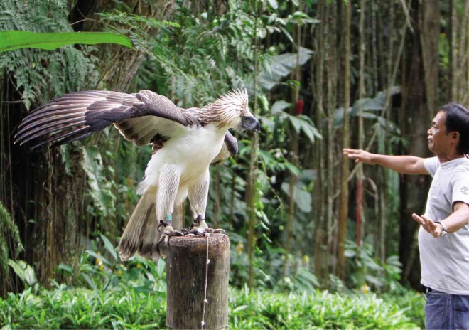 GOING A-COURTING Mindanao, a 13-year-old male Philippine eagle, and his keeper, Mario Entrolizo, go through a courtship ritual at the Philippine Eagle Center in Davao City. The ritual is unique to the monogamous species. Hatched in 2011, Mindanao considers his keeper his mate who is the only person who can deliver sperm samples for the center’s artificial insemination program. Its wing span of 7 ft is broadest in the world. LYN RILLON