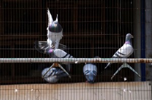 China pigeons