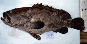 LAPU-LAPU COUNTRY There are at least 27 lapu-lapu (grouper) species in the Philippines, of which six are “vulnerable” or “near-threatened.” CONTRIBUTED PHOTO