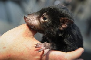 Tasmanian devil. AFP FILE PHOTO