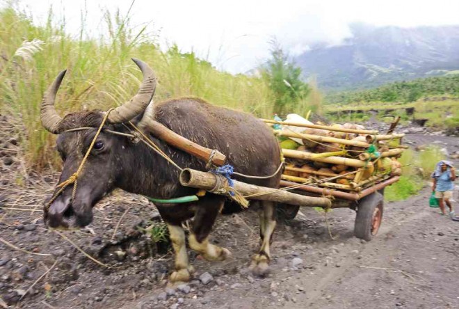 THE ever-reliable carabao helps a family move their stuff outside a danger zone around Mayon Volcano.  MARK ALVIC ESPLANA/INQUIRER SOUTHERN LUZON  