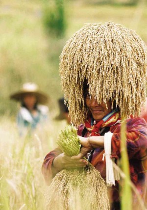PRECIOUS GRAINS A farmer harvests “kintoman,” an heirloom rice variety, grown in the fields of Maligcong village in Bontoc town, Mt. Province. EV ESPIRITU 