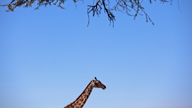 In this Saturday, Jan. 14, 2012 file photo, a giraffe walks past an Acacia tree, their principal source of food, at Crescent Island Wildlife Sanctuary on Lake Naivasha, Kenya. The international police agency Interpol on Monday, Nov. 17, 2014 began a Most Wanted campaign of suspects who have carried out such environmental crimes as wildlife trafficking, illegal fishing, illegal logging and trading in ivory, including a man who allegedly paid for the transport of live giraffes and impalas by military plane from Kilimanjaro International Airport in Tanzania to be delivered to Qatar. (AP Photo/Ben Curtis, File)