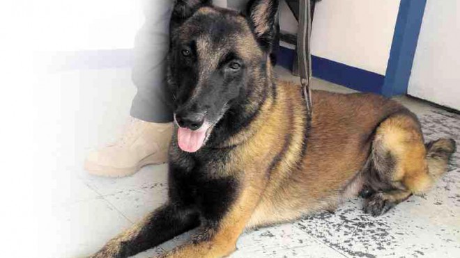 A QUIET HERO  Meet Zamboanga City’s new hero, Diego, a Belgian Malinois dog, with a new handler while waiting for his original handler,  PO2 Manuel Franklin Ined, to recover from injuries sustained from a blast inside a massage parlor. JULIE S. ALIPALA/INQUIRER MINDANAO 