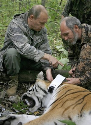 In this file photo taken on Sunday, Aug. 31, 2008, Russia's then Prime Minister Vladimir Putin locks a collar with a satellite tracker on the tranquilized five-year-old Ussuri tiger in a Russian Academy of Sciences reserve in Russia's Far East as he took a part in the national program for preserving the population of the Ussuri tiger conducted by researchers of the Russian Academy of Sciences. AP