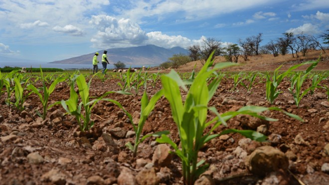 In this photo taken Sept. 10, 2014, Monsanto crew members Gerard Manuel, left, and Rommel Angale, right, count corn sprouts in a field of test hybrids in a breeding nursery near Kihei, Hawaii. Maui County voters will decide in the next few weeks whether to ban the cultivation of genetically engineered organisms, at least temporarily. A “yes” vote on the Nov. 4 ballot initiative would require large multinational companies that research new varieties of corn and soybeans in Maui to stop farming until they are able to prove their methods are safe. This could upend global agriculture giant Monsanto’s research pipeline for new varieties of corn and soybeans. (AP Photo/The Maui News, Matthew Thayer)