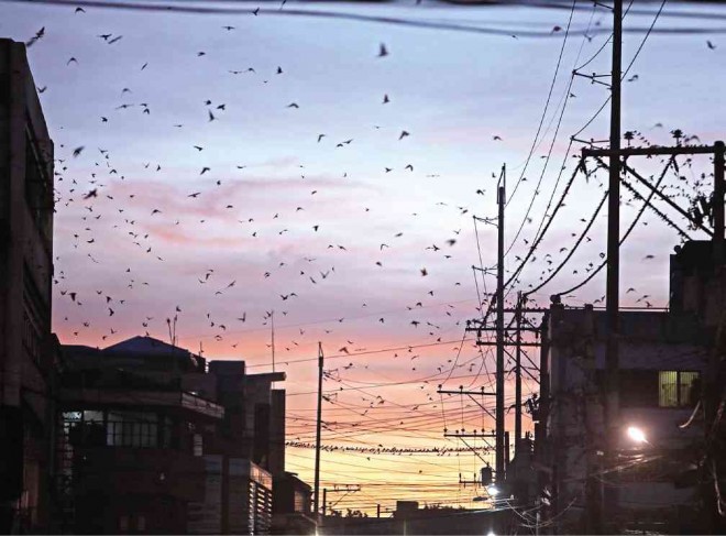 BIRDS hang out on buildings and electric cables in an area on Colon Street. LITO TECSON/CEBU DAILY NEWS