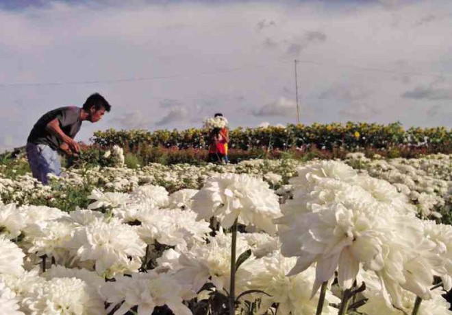 WONDER white blossoms proudly thrust their heads up to the sky between plots of sunflowers as more people come to pick flowers in Naga City’s “Little Baguio.”      photo:SHIENA M. BARRAMEDA