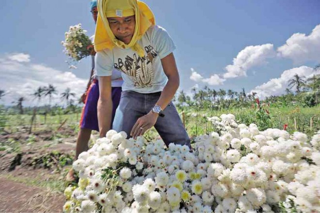 DESPITE being located in the  6-kilometer permanent danger zone of Mayon Volcano, residents  of Barangay Matnog, Daraga, Albay province, harvest flowers for  All Saint’s Day. MARK ALVIC ESPLANA/ INQUIRER SOUTHERN LUZON