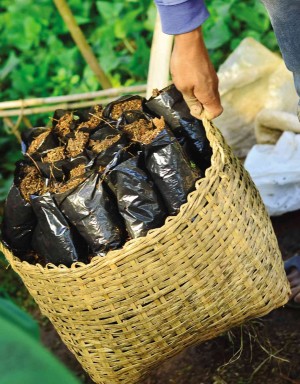 SEEDS to rebuild a forest in Benguet.