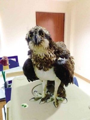A young osprey was turned over by the captain of a container ship bound for Taiwan to the Department of Environment and Natural Resources in Central Visayas (DENR-7), after it landed on the ship. The wildlife division of the DENR-7 described the bird as tame and still stressed from its long journey. CARINE M. ASUTILLA/INQUIRER VISAYAS