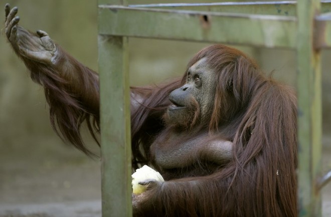Sandra, a 29-year-old orangutan, is pictured at Buenos Aires' zoo, on Monday. AFP 