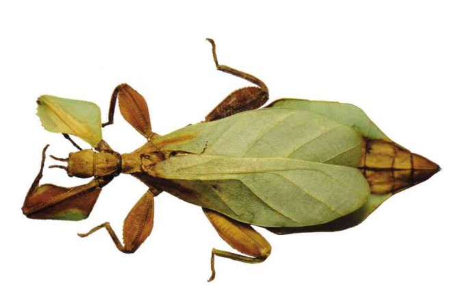 THIS newly discovered insect, the “walking leaf,” was named after Andres Bonifacio following its discovery in 2013, when the Philippines commemorated the hero’s 150th birth anniversary. PHOTO COURTESY OF THE UNIVERSITY OF THE PHILIPPINES LOS BAÑOS MUSEUM OF NATURAL HISTORY
