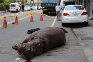 An injured hippo lies on the ground after it jumped from a truck in Miaoli county, Taiwan, while being transported to a farm. AFP