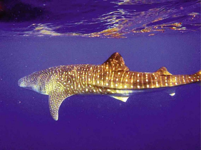 A WHALE SHARK in the   southwest reef of Danjugan Island, Negros Occidental province Terence Dacles/ Contributor