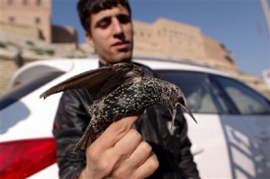 In this Monday, Dec. 29, 2014, photo, starling seller Mohammed Jamil shows a bird after it was purchased by a customer to set it free in Irbil, Iraq. AP