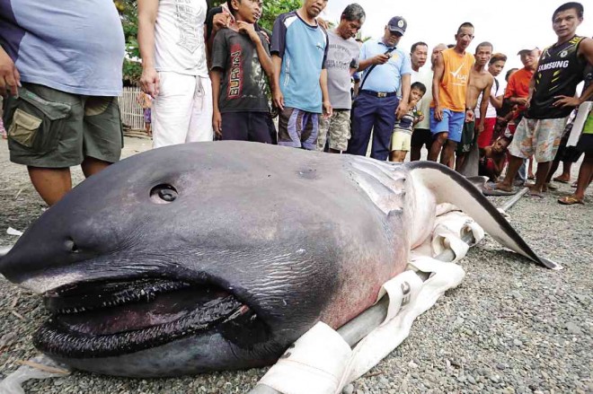 The megamouth shark, weighing about a ton, was found dead on the shore of Barangay Marigondon in Pio Duran town in Albay. MARK ALVIC ESPLANA/INQUIRER SOUTHERN LUZON