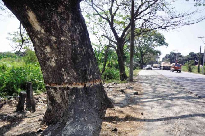 TREES lining the MacArthur Highway in Binalonan town in Pangasinan province have been marked for cutting to make way for a road widening project.  WILLIE LOMIBAO / CONTRIBUTOR