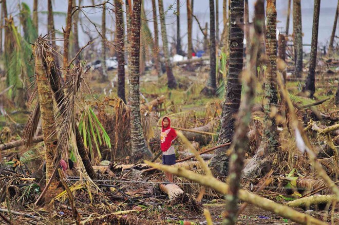 A boy explores a field of coconut trees, wrecked by winds brought about by Supertyphoon “Yolanda” (international name: Haiyan), in a rural community of Salcedo town in Eastern Samar province. RICHARD BALONGLONG 