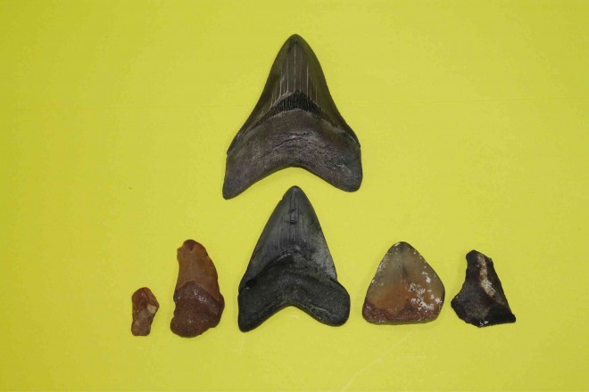 MEGALODON shark teeth fossils from the collection at the Marian School of Quezon City’s Museum of Rocks and Shells