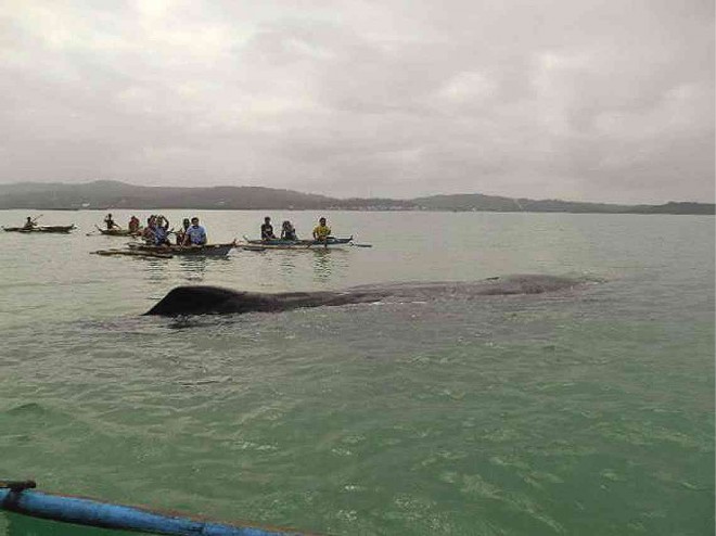THE SPERM whale carcass floating off the coast of Bangkorohan village in Calauag town, Quezon province. PHOTO FROM FACEBOOK PAGE OF CALAUAG, QUEZON POLICE