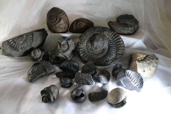 MANSALAY ammonites up close     CONTRIBUTED PHOTO 