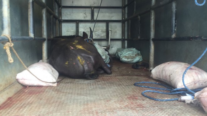 NO FACE TO SHOW: Carabao escapes potential butchers and goes wild in Cubao. 