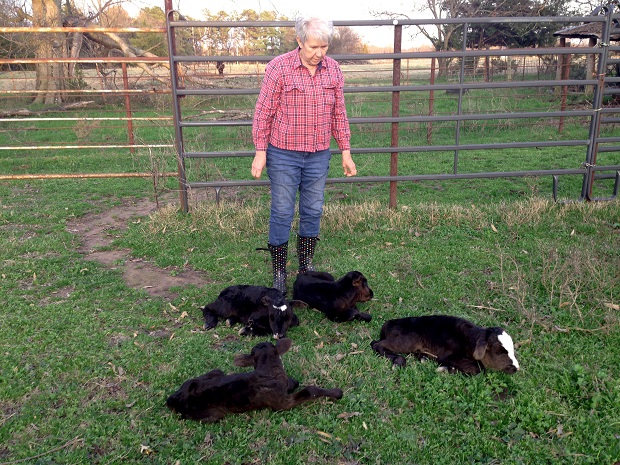 This photo provided by Jimmy Barling shows his wife, Dora Rumsey-Barling among four newborn calves on March 16, 2015, near DelKalb, Texas. A momma cow has apparently defied great odds and given birth to four calves. Barling said Monday, March 23, 2015, that DNA tests will be done to satisfy those who question the veracity of the calves births from one mother, the odds of which were 1 in 11 million. (AP Photo/Jimmy Barling)