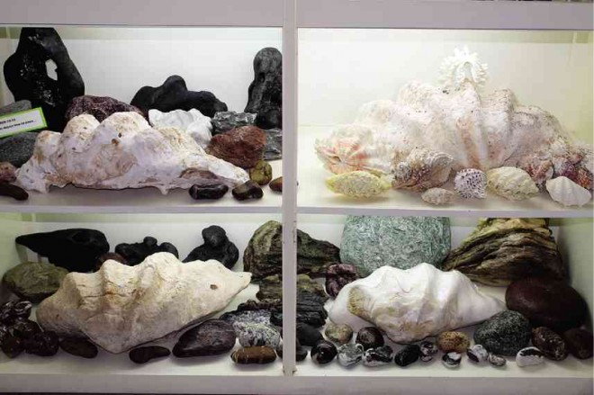 FOSSIL specimens of “Tridacna gigas” on display at  Marian School of Quezon City’s Museum of Rocks and Shells