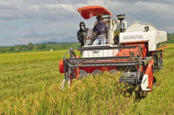 IN SULTAN Mastura town, Maguindanao province, the campaign to improve agricultural productivity continues even as war in other Maguindanao areas drives hundreds of farmers out of their lands. NASH MAULANA/INQUIRER MINDANAO
