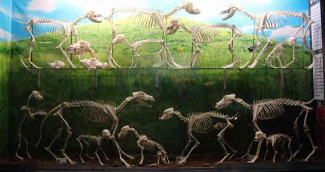 THE MUSEUM features not just rare animals but bones of common house pets as well.  J. CUDIS/CONTRIBUTOR  