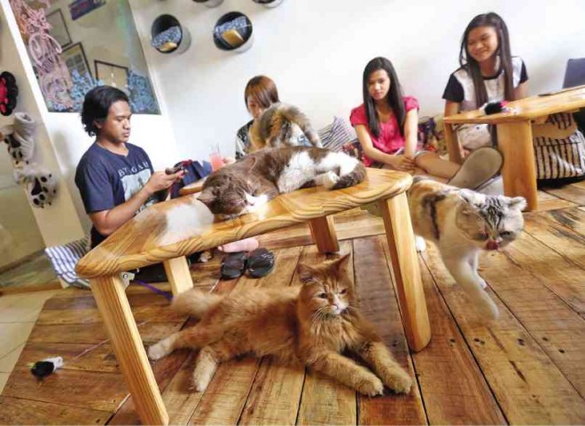 CAT LOVERS  Cats lounge as customers dine at the Miao Cat Café in Quezon City where for a fee, you can eat in the company of felines. MARIANNE BERMUDEZ 