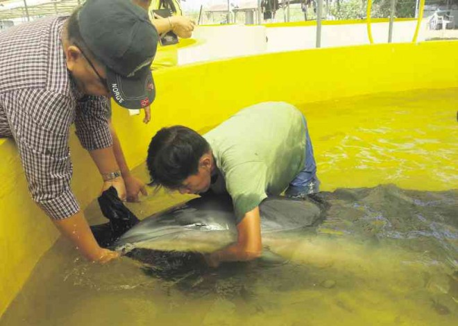 A 2.4-METER-LONG bottlenose dolphin, found beached in Lingayen town in Pangasinan province, is treated at the National Integrated Fisheries Technology Development Center in Dagupan City. WILLIE LOMIBAO