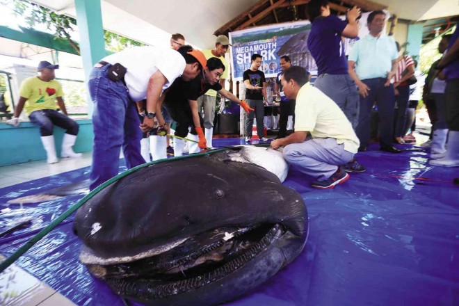 PERSONNEL of the Bureau of Fisheries and Aquatic Resources and nongovernment organizations join in the necropsy procedure to preserve the 15-foot rare megamouth shark named “Toothless.” MARK ALVIC ESPLANA