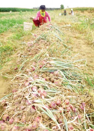 A FARMER harvests onions early in the day in the fields in Barangay Baluyot in Bautista, Pangasinan province. WILLIE LOMIBAO/INQUIRER NORTHERN LUZON