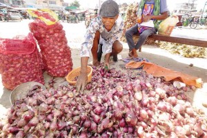 A MAN sorts out newly harvested onions in a wholesale market in front of St. Vincent Church in Bayambang town in Pangasinan. Farmers say prices of locally grown onions have been dropping due to competition from imported onions, which are cheaper. WILLIE LOMIBAO/ INQUIRER NORTHERN LUZON