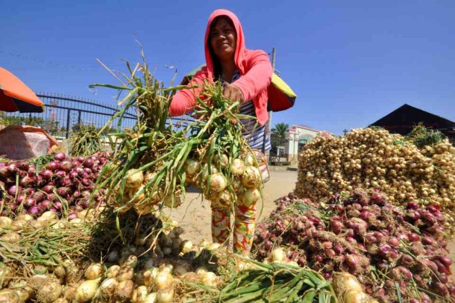 A vendor sorts out newly harvested onions in a wholesale market in  Bayambang, Pangasinan province.WILLIE LOMIBAO/INQUIRER NORTHERN LUZON 