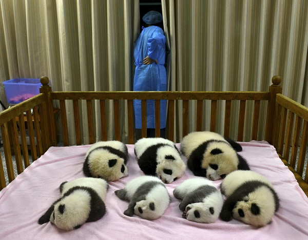  In this Oct. 30, 2012 file photo, a researcher stands near seven panda cubs, all born in 2012, at the Chengdu Panda Base in Chengdu, in southwestern China's Sichuan province. The panda population has grown by 268 to a total of 1,864 since the last survey ending in 2003, according to a census by China's State Forestry Administration. Nearly three quarters of the pandas lives in the southwestern province of Sichuan. AP
