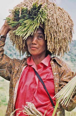 A WOMAN farmer harvests the native rice variety “kintoman” in the rice terraces of Maligcong in Bontoc town, Mountain Province. EV ESPIRITU