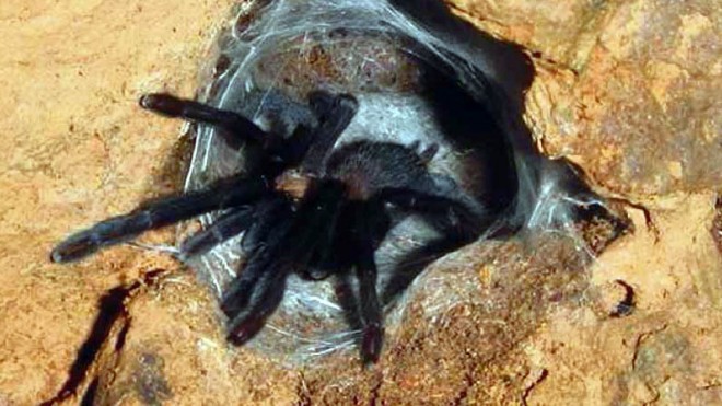 CREEPY CRAWLERS Scientists have discovered rare, hairy tarantulas, like the one shown in photo, that have built colonies inside the less-explored caves in Burdeos town on Polillo Island, Quezon province. JOSEPH RASALAN/CONTRIBUTOR