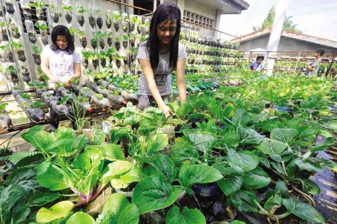 THIS vegetable garden at Bonuan Boquig Elementary School in Dagupan City, tended with the help of Grade V and VI pupils, shows visitors the ways of growing food in limited areas. WILLIE LOMIBAO/ CONTRIBUTOR