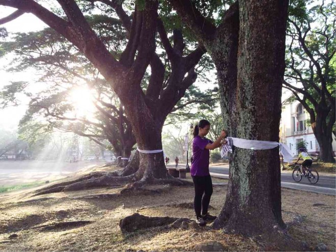 WHEN WHITE MEANS NO SURRENDER A student ties a ribbon around trees on the UP Diliman campus in a campaign to save Mary Jane Veloso from the death penalty in Indonesia. Lyn Rillon