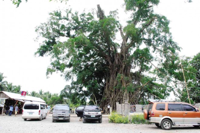 THOUGH its canopy and some branches were clipped by past typhoons, this 600-year old, 65-meter tall “balete” (banyan) tree in Maria Aurora town in Aurora province continues to attract tourists. Another destination is the nearby ‘pasalubong’ center to sample the native delicacies ‘pakumbo’ and ‘suman.’ PHOTOS BY ANSELMO ROQUE/INQUIRER CENTRAL LUZON 