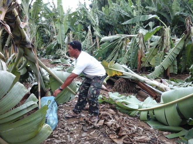  Farm worker checks the banana trees devastated by twister on Monday evening in Barangay Manongol, Kidapawan City on Monday evening. At least 5000 hills of banana trees in its productive stages were severely damage in the said incident. (Williamor A. Magbanua) 