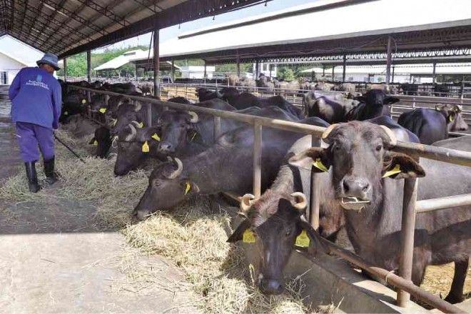 A WORKER feeds a herd of dairy carabaos at the Philippine Carabao Center in the Science City of Muñoz in Nueva Ecija province. The facility maintains a carabao gene pool and helps preserve the population of the farm animals in the country. WILLIE LOMIBAO/INQUIRER NORTHERN LUZON 