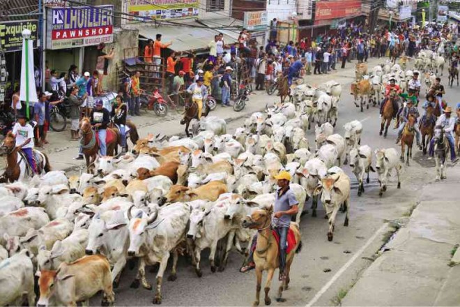 Rodeo Festival’s cattle drive is a reenactment of the practice of Masbate ranchers in the old days of bringing herds of cattle to the port.