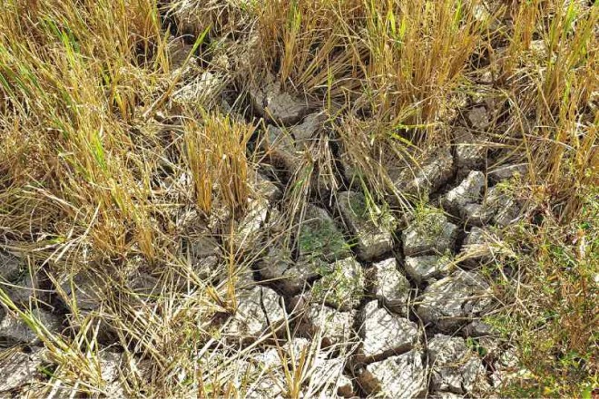 FARMERS in M’lang town in North Cotabato should be starting to plant rice now. But with the irrigation running dry and the rice fields cracked because of the dry spell, they are now praying for the rain to come. Karlos Manlupig/Inquirer Mindanao